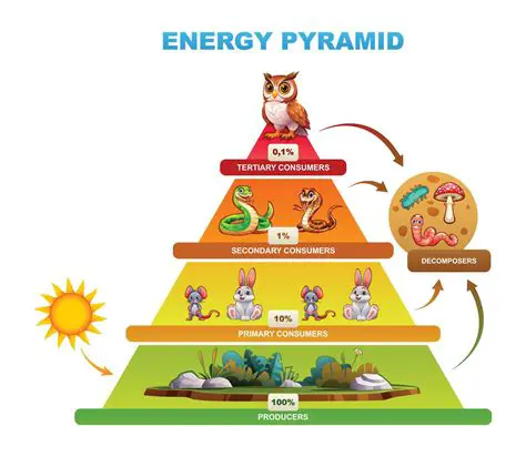 The Role of Decomposers in Energy Transfer