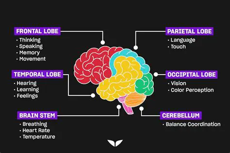 The Role of the Brain in Intelligence