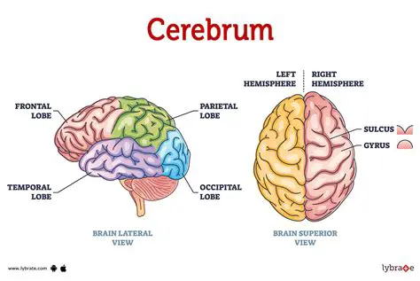 The Role of the Brain in Smelling