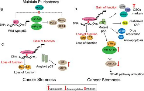 The Role of the P53 Gene in Colorectal Carcinoma