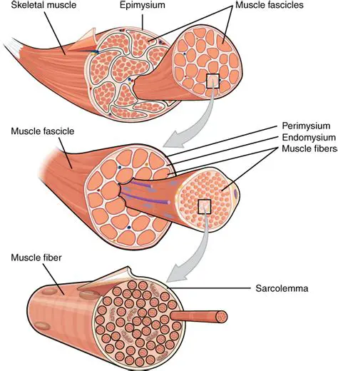 The Structure of Fascicles