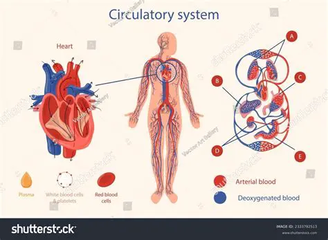 The Structure of the Circulatory System
