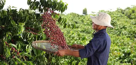 The Vital Role of Women in Each Stage of Coffee Farming