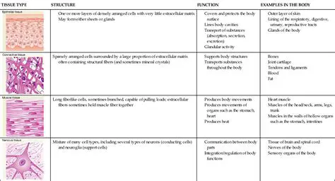 Types of Tissues and Their Functions