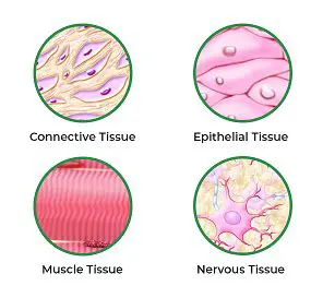 Types of Tissues in the Face