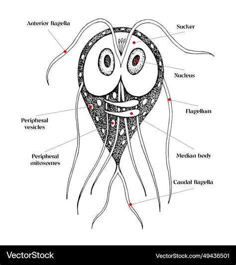 Understanding Giardia duodenalis