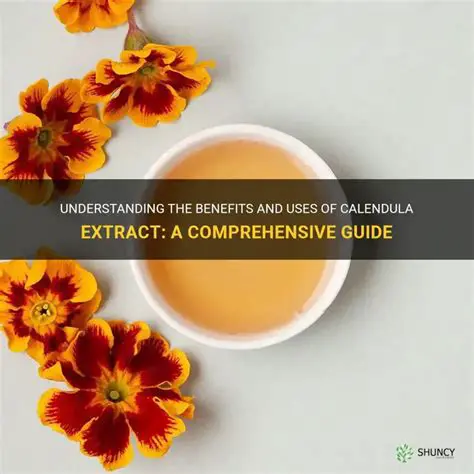 Understanding the Calendar Extract