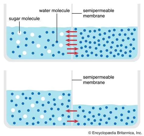 Understanding the Principles of Osmosis and Its Impact on Aquatic Life