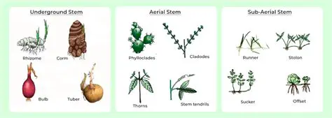 Understanding Your Stem and Its Adjustability