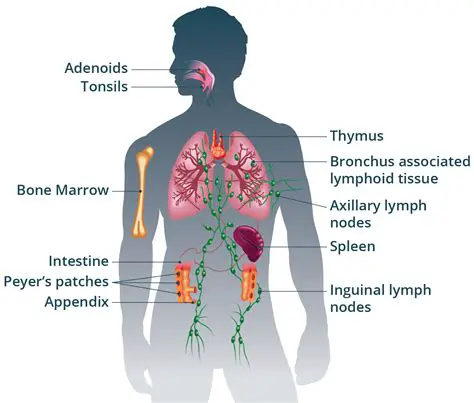 Why the Immune System Leaves Recognized Cells Alone